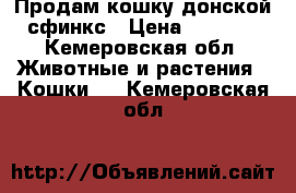 Продам кошку донской сфинкс › Цена ­ 1 200 - Кемеровская обл. Животные и растения » Кошки   . Кемеровская обл.